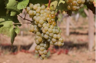 vino